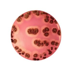 AGAR DRBC