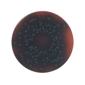 AGAR PALCAM PARA LISTERIA