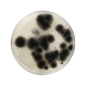 AGAR SABOURAUD CLORANFENICOL