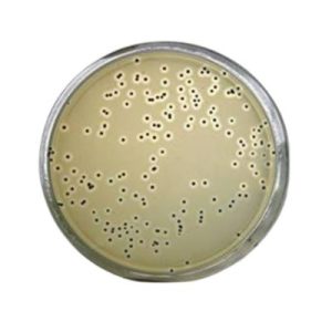 AGAR BP