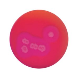 AGAR MYP