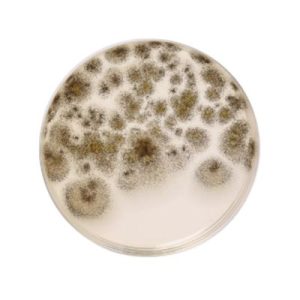AGAR SABOURAD DEXTROSE
