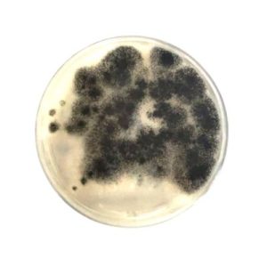 AGAR DG-18