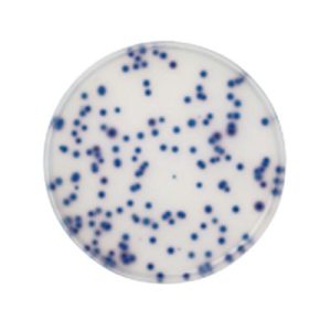 AGAR CC COLIFORM CHROMOCULT