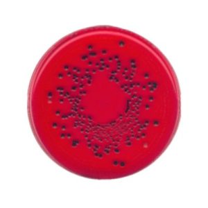 AGAR XLD